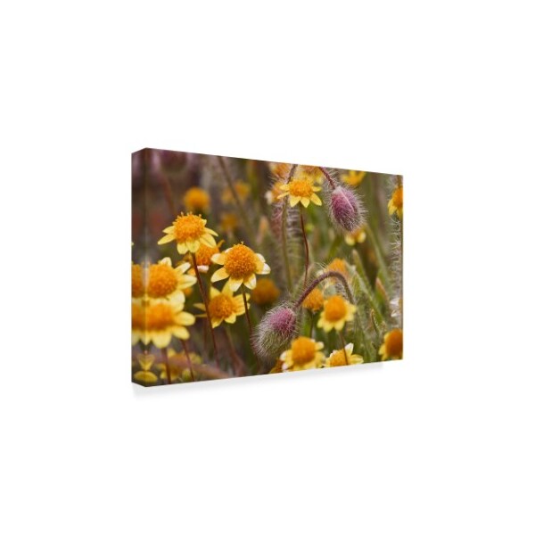 Janice Sullivan 'Antelope Valley Wildflowers' Canvas Art,22x32